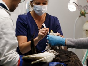 Team members (left to right) WILDCare technician Kohsuke Mohri, veterinarian Keltie Kachur, director of wildlife service Kim Blomme and veterinarian technician Sarah Mosselman perform an operation to repair a female bald eagle's broken wing at WILDNorth, a northern Alberta wildlife rescue organization, in Edmonton, on Monday, Dec. 2, 2019. The team are hoping that the operation to graft a keel bone into the broken wing bone will allow her to be released back into the wild.