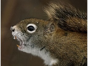 A squirrel chatters in the cold at Hawrelak Park in Edmonton on Wednesday December 11, 2019 as temperatures fell to -12C degrees.