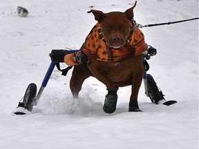 Sugar, 7, is a rescue dog from Mexico with a broken leg that couldn't be saved, and his owner attached small skis under the wheels to his wheelchair support to make getting around in the snow easier at Hawrelak Park in Edmonton, December 11, 2019.