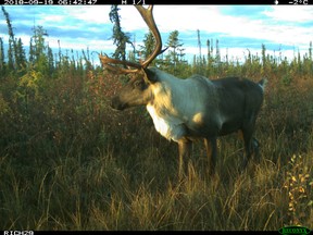 UBC researchers placed hidden cameras, known as camera traps, which captured this image, to see if replanting seismic lines has helped protect caribou by separating them from predators and fellow prey moving through the area.