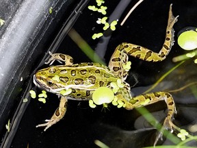 A northern leopard frog at the Edmonton Valley Zoo, which is part of a program to save northern leopard frogs from extinction. (PHOTO BY LARRY WONG/POSTMEDIA)