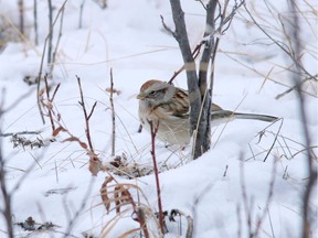 A chipping sparrow forages in the snow west of Nanton on  April 16, 2014.