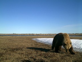 A Grizzly bear is seen in a field, captured by a remote camera in Wapusk National Park, Man., in a 2017 handout photo. Wapusk is one of many areas where researcher Douglas Clark says the bears are expanding their range in Canada. THE CANADIAN PRESS/HO-University of Saskatchewan