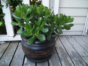 Gerald Filipski recommends keeping jade plants healthy by watering them sparingly during the winter months.