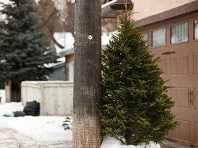 A discarded natural Christmas tree is seen planted in a snowbank in an alley in Edmonton, on Friday, Jan. 3, 2020.