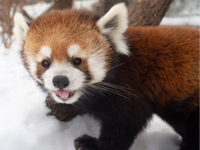 Pip the Red Panda died Jan. 8, 2020, at the Edmonton Valley Zoo.  ORG XMIT: UuJjhE4fq8tEqpyczsCR