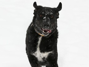 A happy dog runs through the snow on a warm winter day at Dawson Park in Edmonton, on Wednesday, Jan. 22, 2020. Snow fell overnight on the Capital City.