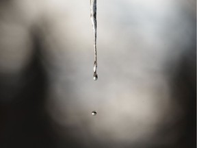An icicle drips with meltwater at Hawrelak Park as temperatures top 1 degree Celcius in Edmonton, on Thursday, Jan. 30, 2020.