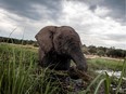 In this file photo taken on March 20, 2015 an elephant splashes at sunset in the waters of the Chobe river in Botswana Chobe National Park, in the north eastern of the country.