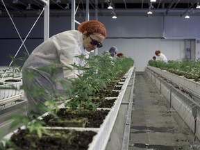 Employees tend to marijuana plants at the Aurora Cannabis Inc. facility in Edmonton, Alberta.