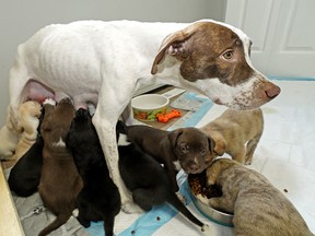 Patti Smith, a volunteer with the Second Chance Animal Rescue Society (SCARS), is fostering a dog and her litter of 13 puppies at her home in Sturgeon County.