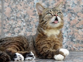 Celebrity Internet cat Lil Bub appears in the Netfix documentary #CATS_The_Mewvie.
