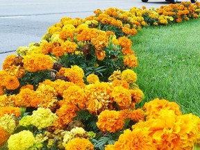 Marigolds are terrific pest deterrents in the garden and a great example of companion planting's benefits.