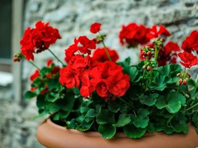 When overwintering annuals such as geraniums indoors, Gerald Filipski recommends pruning them back and providing plenty of water to prevent yellowing.