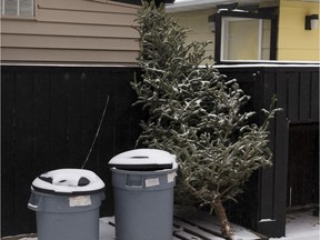 A Christmas tree is seen in an alley awaiting pickup by City of Edmonton waste management in Edmonton. File photo.