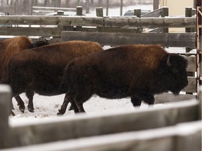 Wood bison are seen before undergoing health checks at Elk Island National Park outside of Edmonton, on Tuesday, Feb. 11, 2020. Fourteen bison are been sent to Woodland Cree First Nation.