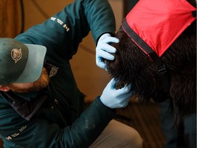 Parks Canada staff check the teeth of a female wood bison during a health check in a squeeze room at Elk Island National Park outside of Edmonton, on Feb. 11, 2020. Fourteen bison are been sent to Woodland Cree First Nation.