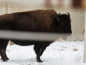 A herd of bison is "at large" in the Hythe area after escaping from a transport truck, warn RCMP in the northern community.