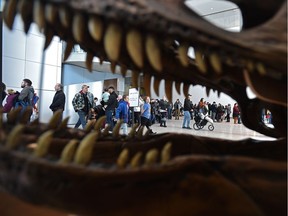 A replica of an allosaurus skull named Big Al greets visitors that flocked to the Family Day free admission at the Royal Alberta Museum in Edmonton, February 17, 2020. It lived 155 to 145 million years ago during the late Jurassic period.
