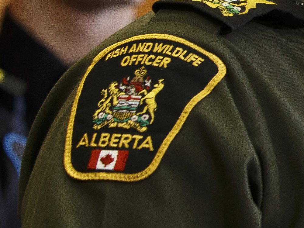 Alberta Fish and Wildlife searching for poachers after four elk