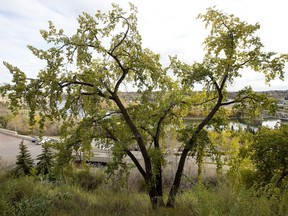 A Black Poplar tree near Jasper Avenue and 99 Street, in Edmonton Wednesday Oct. 9, 2019.