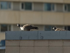 A pair of Canada geese take shelter on the top of a parking garage in downtown Edmonton. in Edmonton, on Thursday, March 12, 2020. Photo by Ian Kucerak/Postmedia