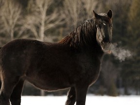 A horse prances along a fence line on a property near Tawatinaw Lake, Alberta, north of Edmonton on Thursday, March 5, 2020.