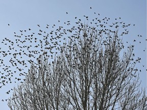 Bohemian Waxwing birds taking-off from the tree branches are back in Edmonton, March 19, 2020.