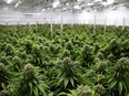 A worker walks past rows of cannabis plants growing in a greenhouse.