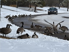 Everything gone fowl with no social distancing here as geese gather together on the roadway at Hawrelak Park in Edmonton, March 31, 2020.