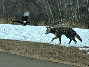 A magpie doesn't like the encrochment of this coyote walking towards a paved shared pathway along Strathearn Crest in Edmonton, April 13, 2020. File photo.