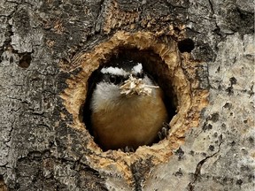 A Red-breasted Nuthatch in self-isolation inside a tree trunk in southwest Edmonton on April 20, 2020.