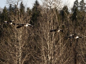 Canada geese fly over the North Saskatchewan River at the Capilano Footbridge in Edmonton, on Wednesday, April 22, 2020.