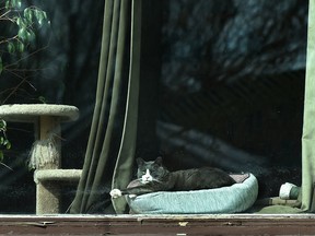 A stretched out laid back cat through the picture window of a home in south Edmonton, April 15, 2020. Ed Kaiser/Postmedia