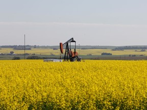 Western Canadian canola fields surrounding an oil pump jack are seen in full bloom. File photo.
