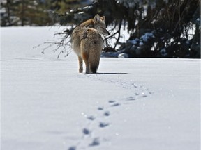 A coyote leaves tracks in the snow while checking out a clearing along 98 Ave. near the River Valley in Edmonton, April 2, 2020.