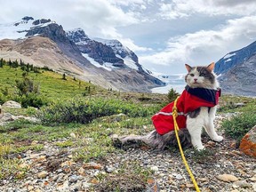 Gary the adventure cat doing his thing in the Rockies — he's @greatgramsofgary on Instagram.