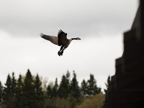 A Canada goose comes in for a landing at the pavilion at Hawrelak Park in Edmonton, on Sunday, May 10, 2020. During the ongoing COVID-19 pandemic, geese routinely outnumber people at the city's premier park. Photo by Ian Kucerak/Postmedia