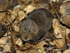 They may be cute, but voles can do a great deal of damage in winter, busily working under the snow piles on your lawn.