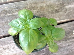 Gerald Filipski recommends growing basil in a container with good soil, giving it plenty of space to grow.