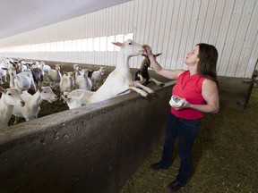 Cherylynn Bos, co-owner of Rock Ridge Dairy, said she isn't certain that palm oil supplements are making butter harder.