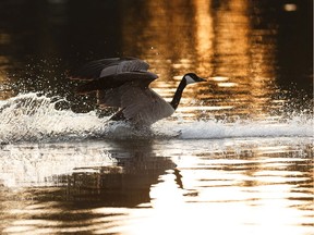 A Canada goose comes in for a landing in the pond at Hawrelak Park at sunset in Edmonton, on Tuesday, May 5, 2020.