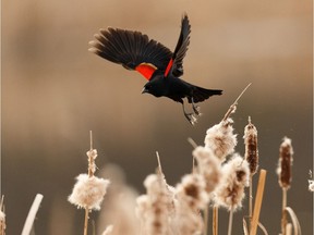 A red-winged blackbird flies in the trees near the pond at Hermitage Park in Edmonton, on Wednesday, May 6, 2020.