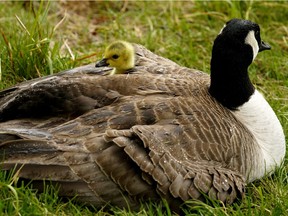 A gosling takes shelter from the rain under its mother's wing at Hawrelak Park in Edmonton on Tuesday May 26, 2020.