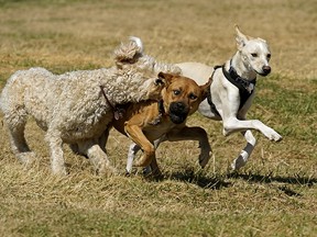 Edmonton is allowing dogs to run off-leash again in its 38 open dog parks after implementing a leash requirement due to COVID-19.