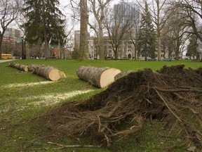 New grass will grow on the soil under a felled spruce tree, but Gerald Filipski recommends adding new soil and dressing the area with rich loam each year.