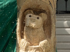 Chainsaw artist Kelly Davies carves a spruce tree in Lynn Audet’s backyard located in Sherwood Park, near Edmonton on Thursday, June 4, 2020. The carving has a bear theme and takes multiple days to complete. Photo by Ian Kucerak/Postmedia