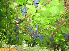 Concord grapes can grow in the Edmonton area, provided they have fertile soil and protection from the elements.