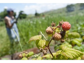 Gerald Filipski recommends inspecting raspberries for signs of insect damage or disease.
