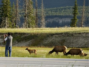 A tourist takes a photo as an elk crosses the Yellowhead Highway in Jasper National Park. File photo.